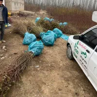 نهال هلو انجیری خونی بصورت پیشفروش|خدمات باغبانی و درختکاری|فردوس (خراسان), |دیوار