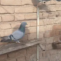 کفتر پرشی|پرنده|ملکان, |دیوار