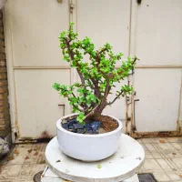 گل بنسای زامفولیا