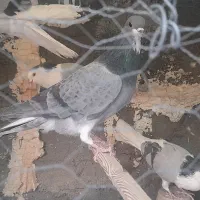 نر فولادی سر قدیم و نر خرقه|پرنده|برخوار, |دیوار