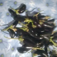 بادمجان  بوسان