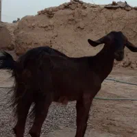 بز فروشی