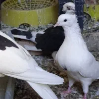 سه عدد کبوتر|پرنده|آبدانان, |دیوار