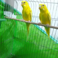 مرغ عشق هلندی