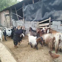 فروش بزه یک سابرین