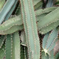 کاکتوس بلند