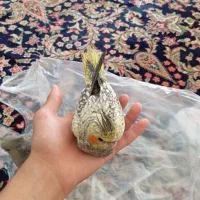 جوجه عروس هلندی سرلاکی