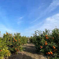 خدمات کشاورزی