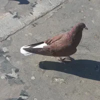 کبوتر|پرنده|نیشابور, شهرک بسیج|دیوار