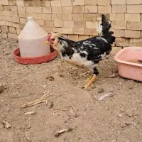 دوعدد خروس گلین لری اصل چهل تاج