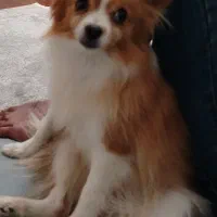 سگ گمشده روباهی شاهین شهر مژدگانی عالی|حیوانات|شاهین‌شهر, فدک|دیوار