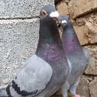 معاوضه
