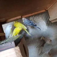 مرغ عشق|پرنده|نیمروز, |دیوار