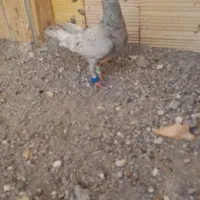 ۲ کفتر صید قلدر زدوخوردی به شرط پرش