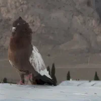 جفت سینه ای ، طوق سبز ، سرور