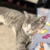 گربه‌گمشده