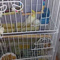 دو عدد عروس هلندی سخنگو|پرنده|تهران, سازمان آب|دیوار