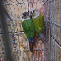 طوطی