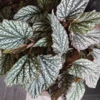 گل طبیعی پاندانوس|گل و گیاه طبیعی|شاهین دژ, |دیوار