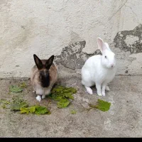 خرگوش سفیدوسیاه|موش و خرگوش|پارس‌آباد, |دیوار