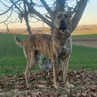 سگه|سگ|خان ببین, |دیوار