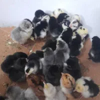 جوجه گلینلری|حیوانات مزرعه|قزوین, |دیوار