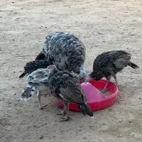 بوقلمون نر و ماده و جوجه بوقلمون