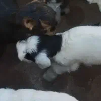 بزغاله شیری