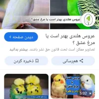 عروس هلندی گمشده