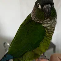 طوطی گرینچیک