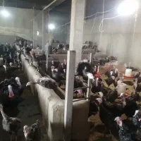 بوقلمون  نر و ماده