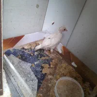 جوجه