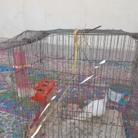 عروس هلندی
