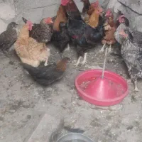 تعدادی مرغ و خروس وجوجه