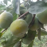 سردرختی ترو تمیز خرمالو جنس عالی