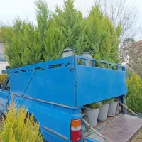 سرو لاوسون|گل و گیاه طبیعی|ماسال, |دیوار