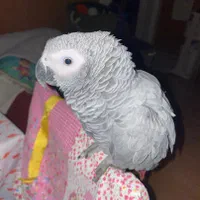 پادگان پرندگان انواع طوطیسانان سخنگو رام|پرنده|تهران, جیحون|دیوار