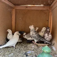 ۳۰تاکفترروهم دونه۱۰۰|پرنده|اردکان, |دیوار