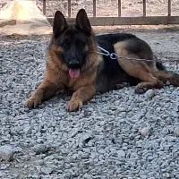 واگذاری سه عدد سگ ژرمن و روت وایلر|سگ|اصفهان, بهارستان|دیوار