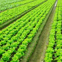 زمین زراعی باموقعیتی تجاری پرتردد مناسب هرطرح