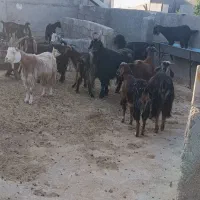 دام