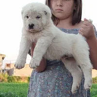 توله آلابای کائو