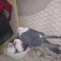 کبوتر کفتر جفتگاه کلاغ کربلایی|پرنده|شاندیز, |دیوار