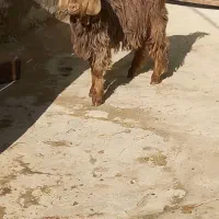 بزغاله چاق نربرای قربانی|حیوانات مزرعه|بناب, |دیوار