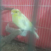 قنر