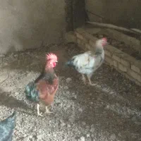 خروس محلی|حیوانات مزرعه|رشتخوار, |دیوار