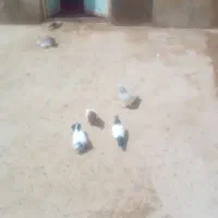 چهار تا کبوتر پرشی