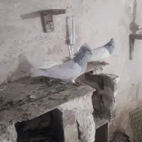 یک جفت فلی باش بیس شگیل قطعلی|پرنده|اهر, |دیوار