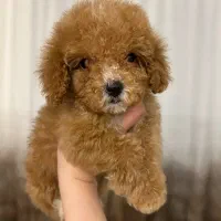 توی پودل فسقلی