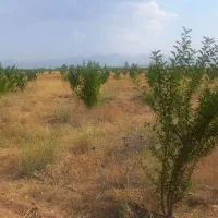 باغشهر ۱۰۰۰ متر دارای آب|فروش زمین و ملک کلنگی|سلطانیه, |دیوار